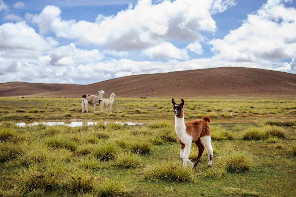 Die Geschichte von Lamas und Alpakas beginnt in Südamerika.