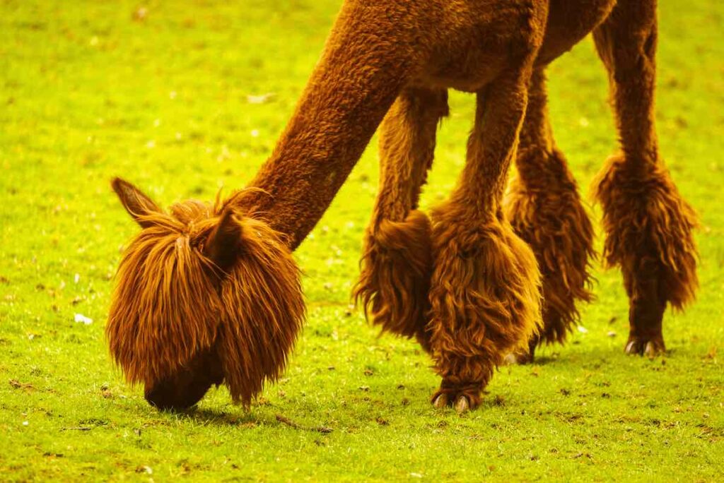 Bei der Schur von Lamas und Alpakas gehört das komplette Vlies entfernt. Teilschuren oder Haare, die ins Gesicht hängen, sind für das Tier äußerst unangenehm.