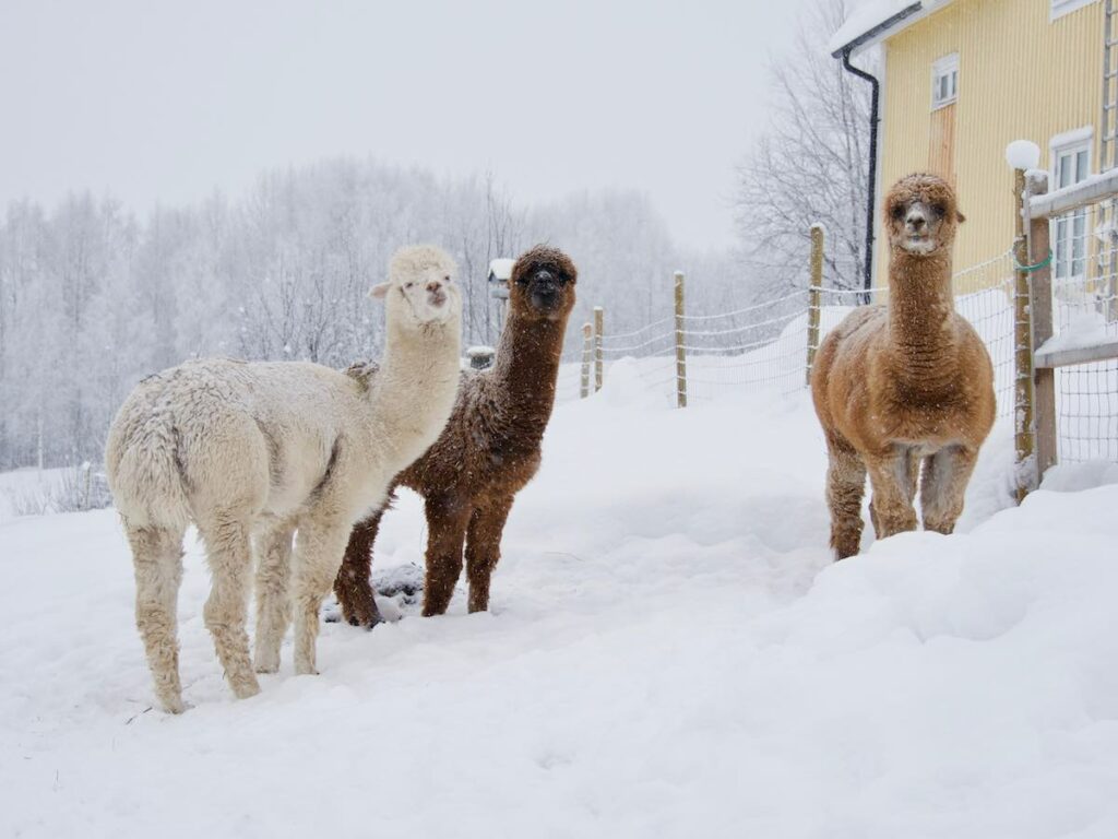 Schnee und Kälte können Lamas und Alpakas nichts anhaben.