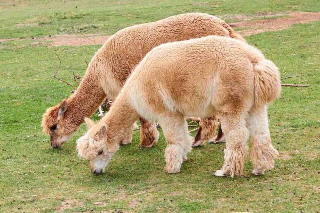 Lamas und Alpakas sind Herdentiere. Aus diesem Grund dürfen sie nicht alleine gehalten werden.