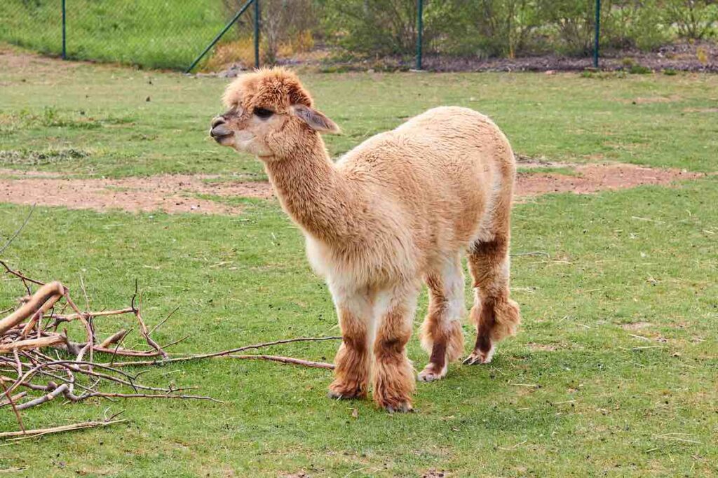 Alpakas sind kleiner und leichter als Lamas. 
