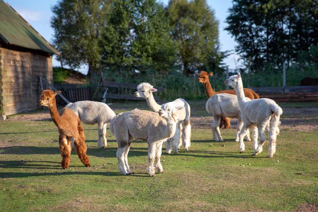 Um eine glückliche Herde zu besitzen, sollte der Kauf von Lamas und Alpakas gut überlegt sein