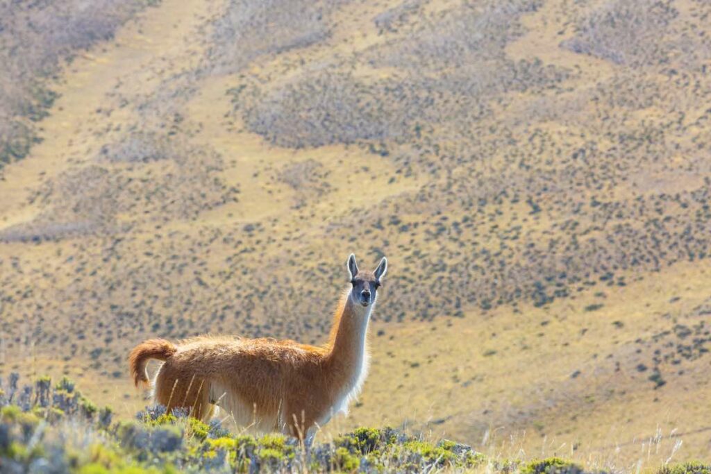 Das Guanako ähnelt dem Lama.