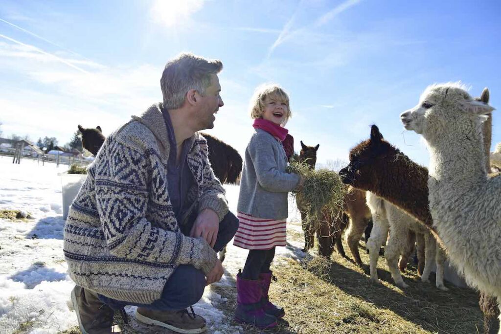 Heu ist neben frischem Gras das wichtigste Futter für Lamas und Alpakas. Es kann von Besucher*innen ohne Bedenken verfüttert werden.