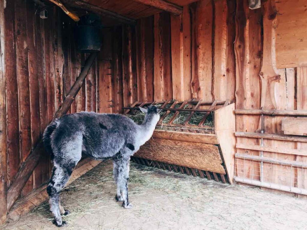 Ein Holz-Stall eignet sich hervorragend für Lamas und Alpakas.