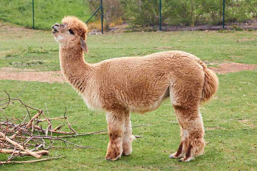 Alpakas sind kleiner und leichter als Lamas. Außerdem haben sie ein kuscheliges Vlies.