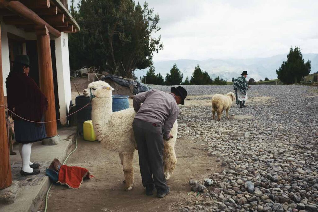 Für die Menschen in Südamerika sind Lamas und Alpakas wichtige Begleiter und bis heute im Alltag vieler Menschen präsent.
