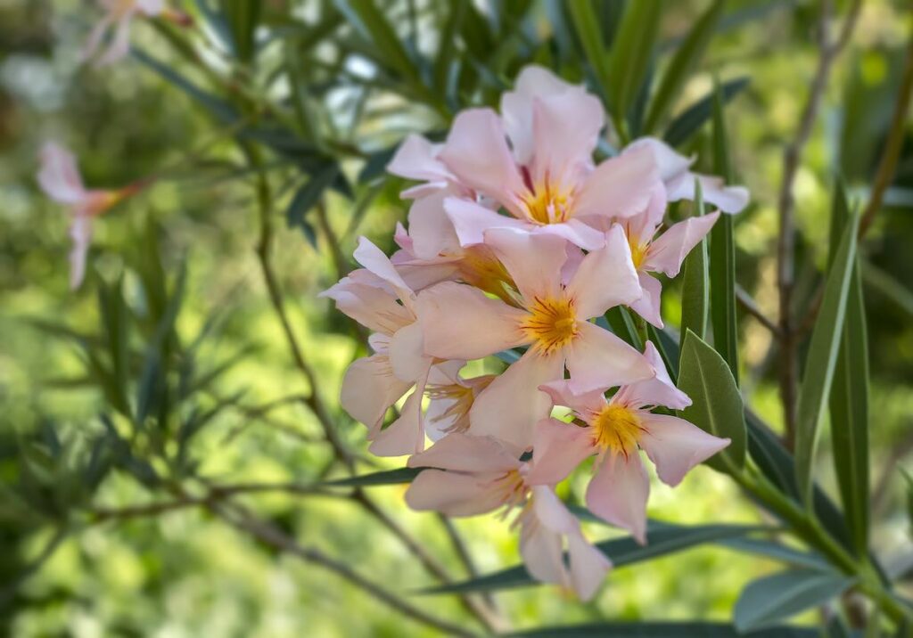 Gleich wie Rhododendron darf sich Oleander nicht einmal in der Nähe der Weide befinden.
