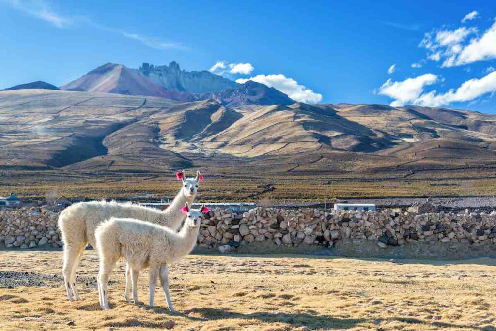 Lamas und Alpakas stammen aus den südamerikanischen Anden.