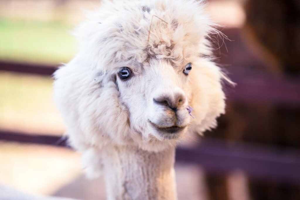 Die Zucht von Lamas und Alpakas erfordert viel Wissen. So sollten etwa Tiere mit blauen Augen und weißem Fell nicht zur Zucht herangezogen werden, da sie womöglich taub sind.