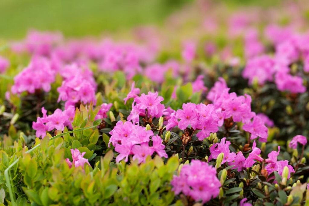 Rhododendron ist in vielen Gärten zu finden. Für Lamas und Alpakas ist diese Zierpflanze tödlich.