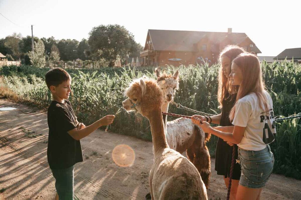 Lamas oder Alpakas zu halten bedeutet eine Bereicherung für die ganze Familie.