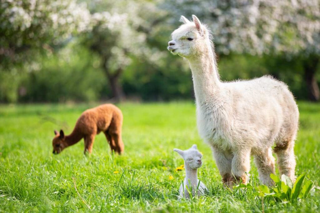 Die Geburt von Lama oder Alpaka Fohlen stellt für Züchter*innen oder Halter*innen ein besonders aufregendes Ereignis dar.