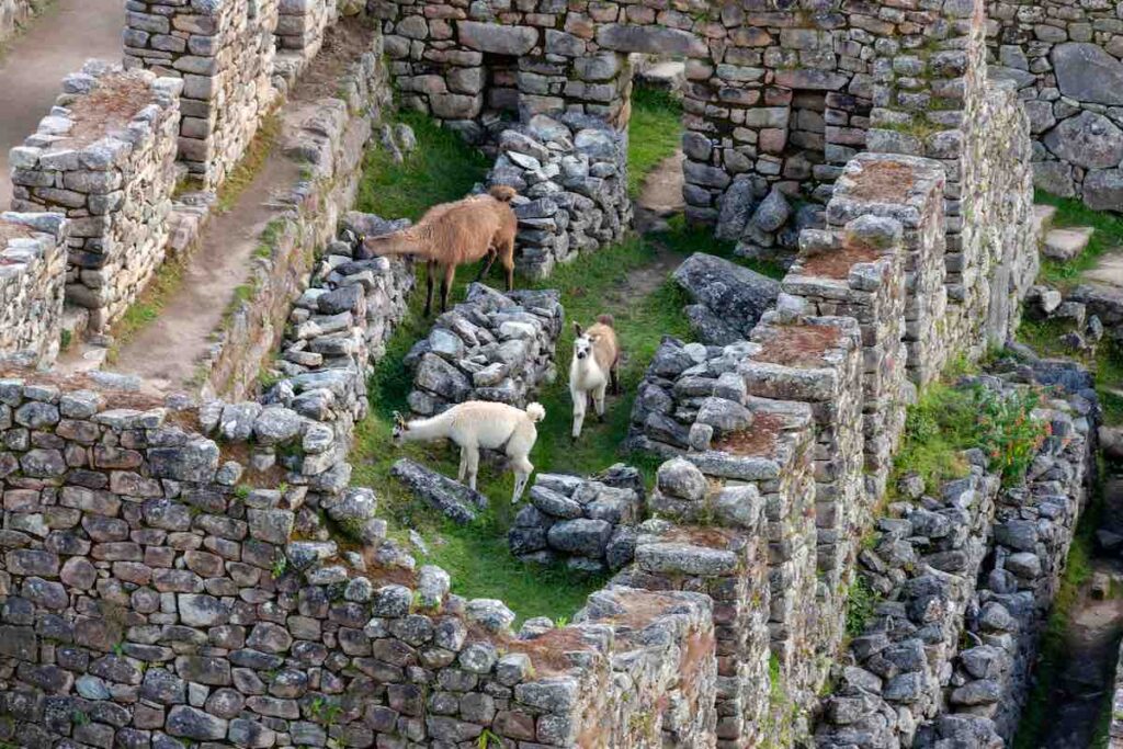 Die Inka gibt es heute nicht mehr. Doch Lamas grasen immer noch in den Ruinen von Machu Picchu.